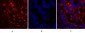 Connexin 43 Polyclonal Antibody